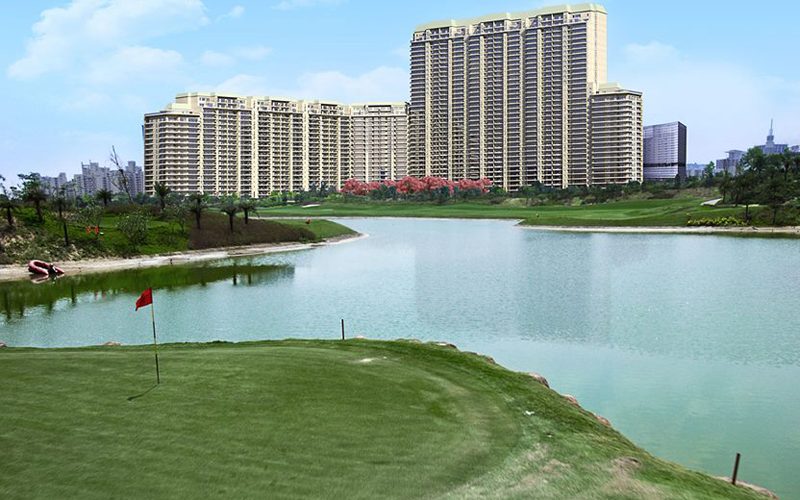 dlf camellias-800×600 dlf camellias-800x600